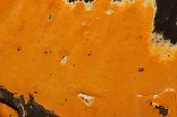 Ceriporia spissa image