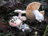 Russula maculata image
