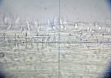 Marasmius epiphyllus image