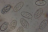 Microstoma floccosum image