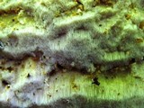 Ceriporia spissa image