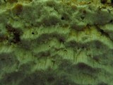 Ceriporia spissa image