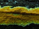Ceriporia spissa image