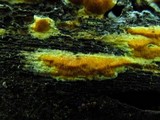 Ceriporia spissa image