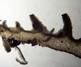 Flammulina mexicana image