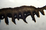Flammulina mexicana image