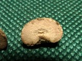 Redeckera fulvum image