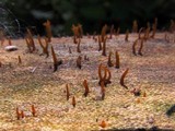Calocera cornea image