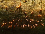 Calocera cornea image