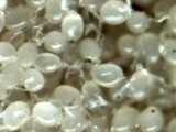 Redeckera fulvum image
