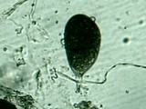 Redeckera fulvum image
