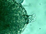 Redeckera fulvum image