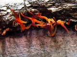 Calocera cornea image