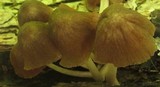 Pluteus longistriatus image