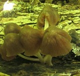 Pluteus longistriatus image