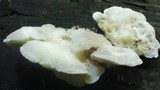 Tyromyces chioneus image