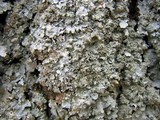 Punctelia missouriensis image