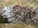 Punctelia bolliana image