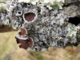 Punctelia bolliana image