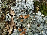 Punctelia bolliana image