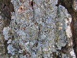 Punctelia bolliana image