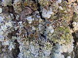 Punctelia bolliana image