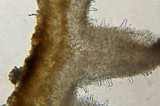 Flammulina mexicana image