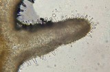 Flammulina mexicana image
