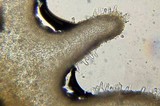 Flammulina mexicana image