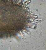 Flammulina mexicana image