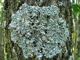Punctelia bolliana image