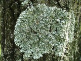 Punctelia bolliana image