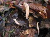 Clavariadelphus occidentalis image