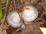 Cortinarius alboviolaceus image