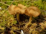 Inocybe napipes image