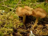 Inocybe napipes image