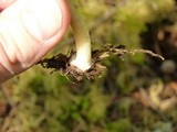 Inocybe napipes image