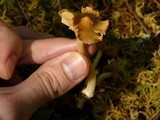 Inocybe napipes image