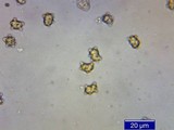 Inocybe napipes image