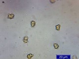 Inocybe napipes image