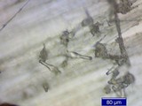 Inocybe napipes image