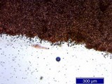 Inocybe napipes image