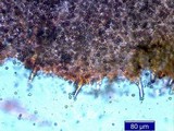 Inocybe napipes image