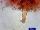Inocybe napipes image