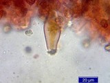 Inocybe napipes image