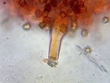 Inocybe napipes image
