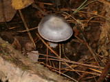 Cortinarius alboviolaceus image