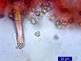 Inocybe napipes image