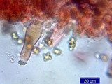 Inocybe napipes image