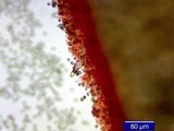 Inocybe napipes image